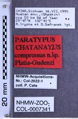 Etikette zu Chatanayus compressus (Platia & Gudenzi, 2009) (NHMW-ZOO-COL-0007341)